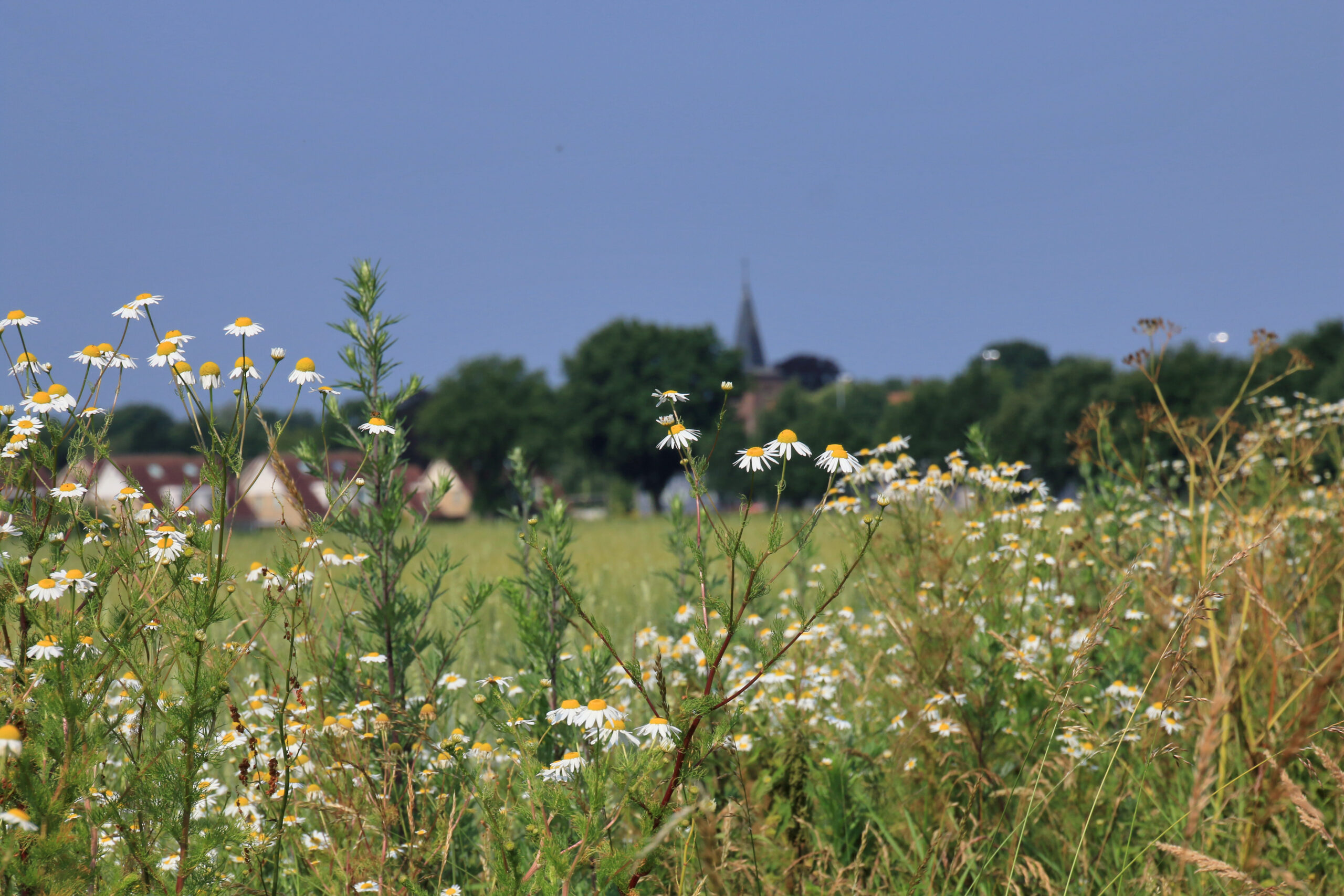 Buurse Panorama Bmorsinkhof (2)
