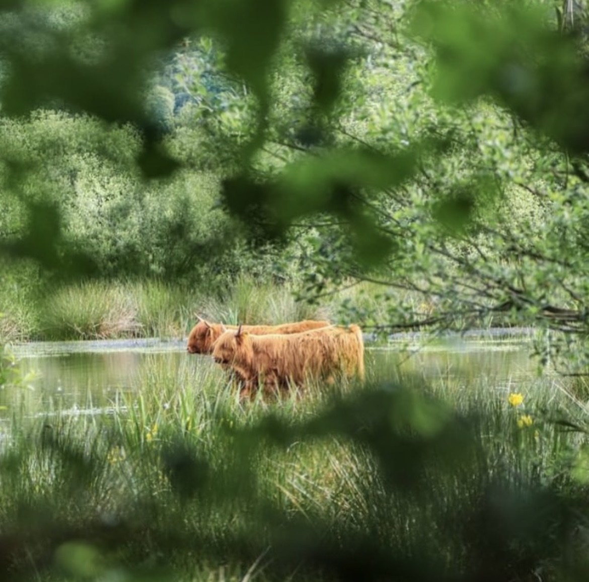 Natuur In Buurse Witte Veen Instagram Judithnijlantfotografie