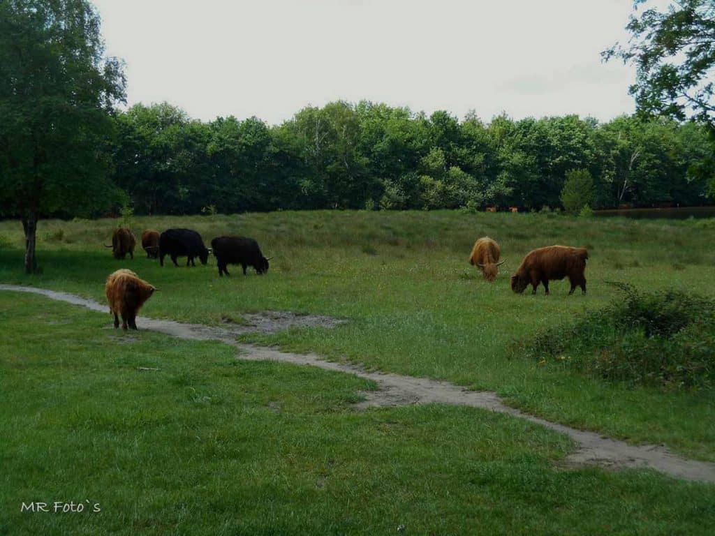 Witteveen Schotse Hooglanders Camping Veldscholte Meintereitsma(1200x800)