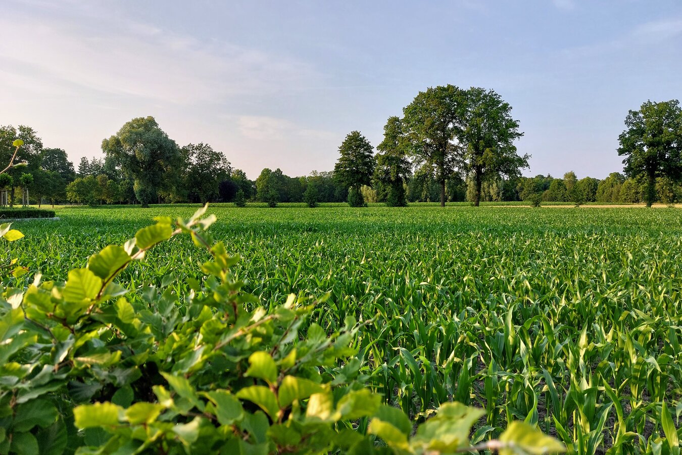 Uitzicht trapveldje Buurse juni 2023