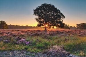 Zonsopkomst Buurserzand