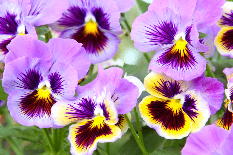 Violen 2