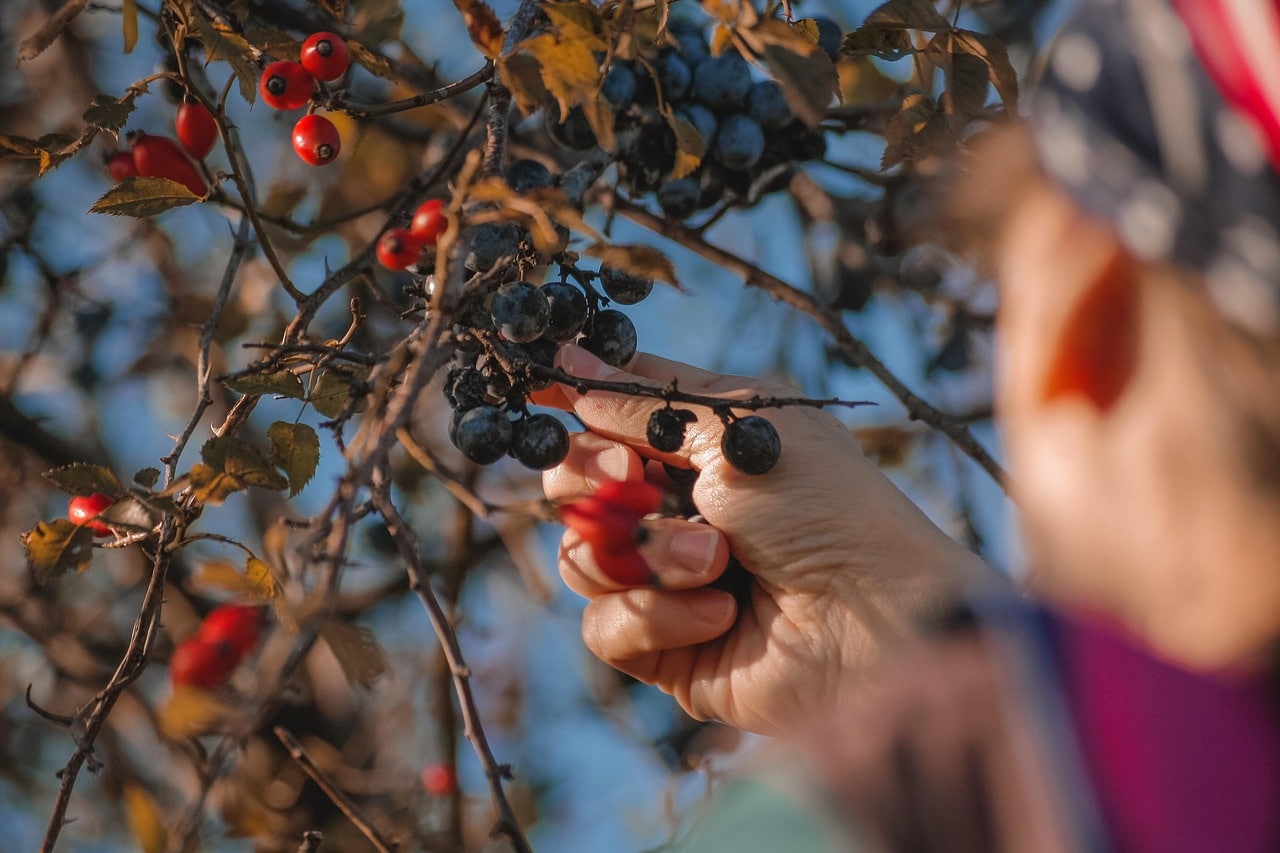 Bessen Plukken Natuur